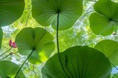 斯洛特解释亚历山大·伊萨克在伯恩利缺席后对利物浦的计划——“这会很有趣”